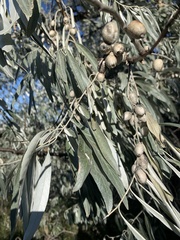 Elaeagnus angustifolia