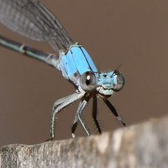 Argia moesta