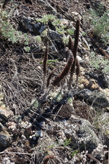 Orostachys spinosa