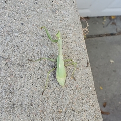 Stagmomantis carolina