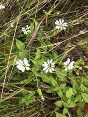 Stellaria chilensis
