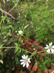 Stellaria chilensis