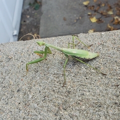 Stagmomantis carolina