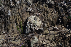 Orostachys spinosa