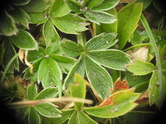 Potentilla aurea