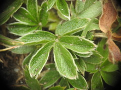 Potentilla aurea