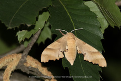 Marumba quercus