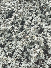 Atriplex leucophylla