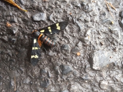 Syntomeida melanthus