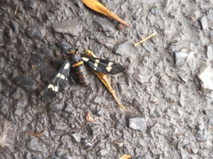 Syntomeida melanthus