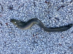 Gymnothorax funebris