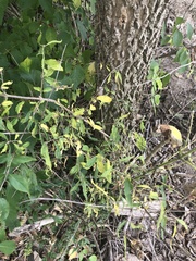 Ligustrum obtusifolium