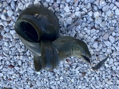 Gymnothorax funebris