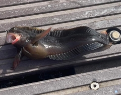 Ophioblennius atlanticus