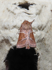 Lemmeria digitalis