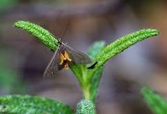 Dysauxes punctata