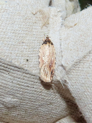 Agonopterix atrodorsella