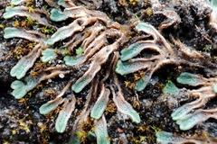 Riccia