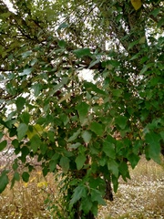 Populus