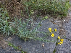Senecio inaequidens