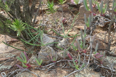 Albuca caudata
