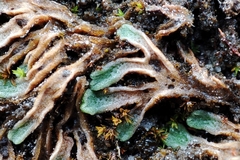 Riccia