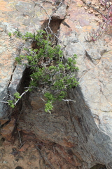 Felicia filifolia