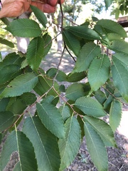 Zelkova