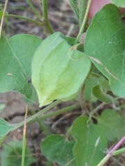 Physalis cinerascens
