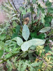 Trifolium pratense