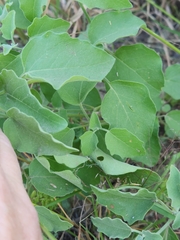 Physalis cinerascens