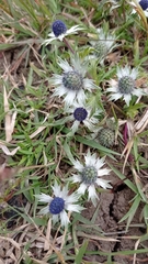 Eryngium
