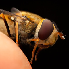Syrphus vitripennis