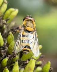 Syrphus vitripennis