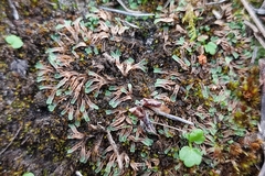 Riccia