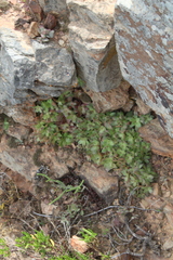 Crassula orbicularis