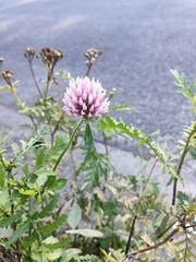 Trifolium pratense