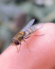 Syrphus vitripennis