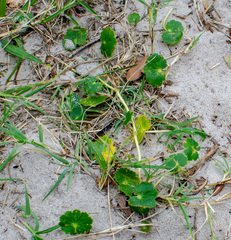Hydrocotyle bonariensis