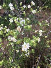 Moscharia pinnatifida