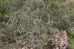 Gloveria integrifolia