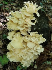 Pleurotus