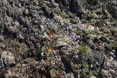 Goniolimon speciosum