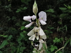 Desmodium lindheimeri