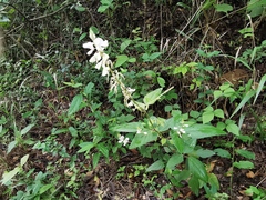 Desmodium lindheimeri
