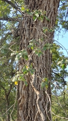 Toxicodendron pubescens