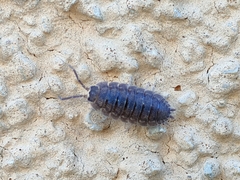 Porcellio scaber