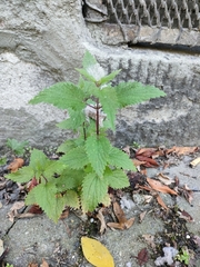 Urtica dioica