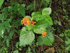 Lantana urticoides