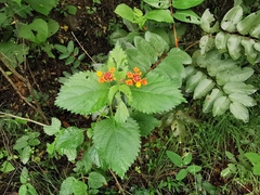 Lantana urticoides